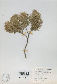 Chamaecyparis obtusa image