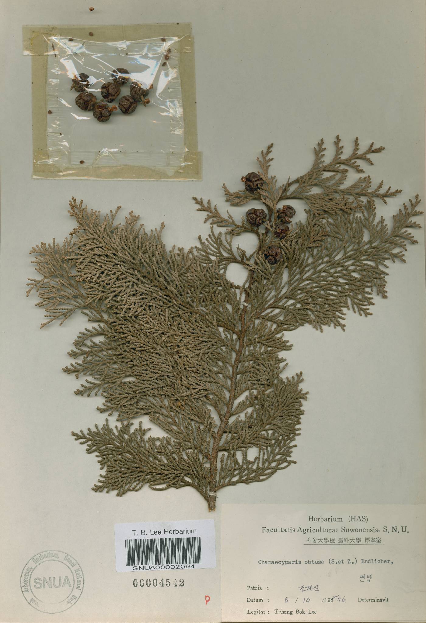Chamaecyparis obtusa image