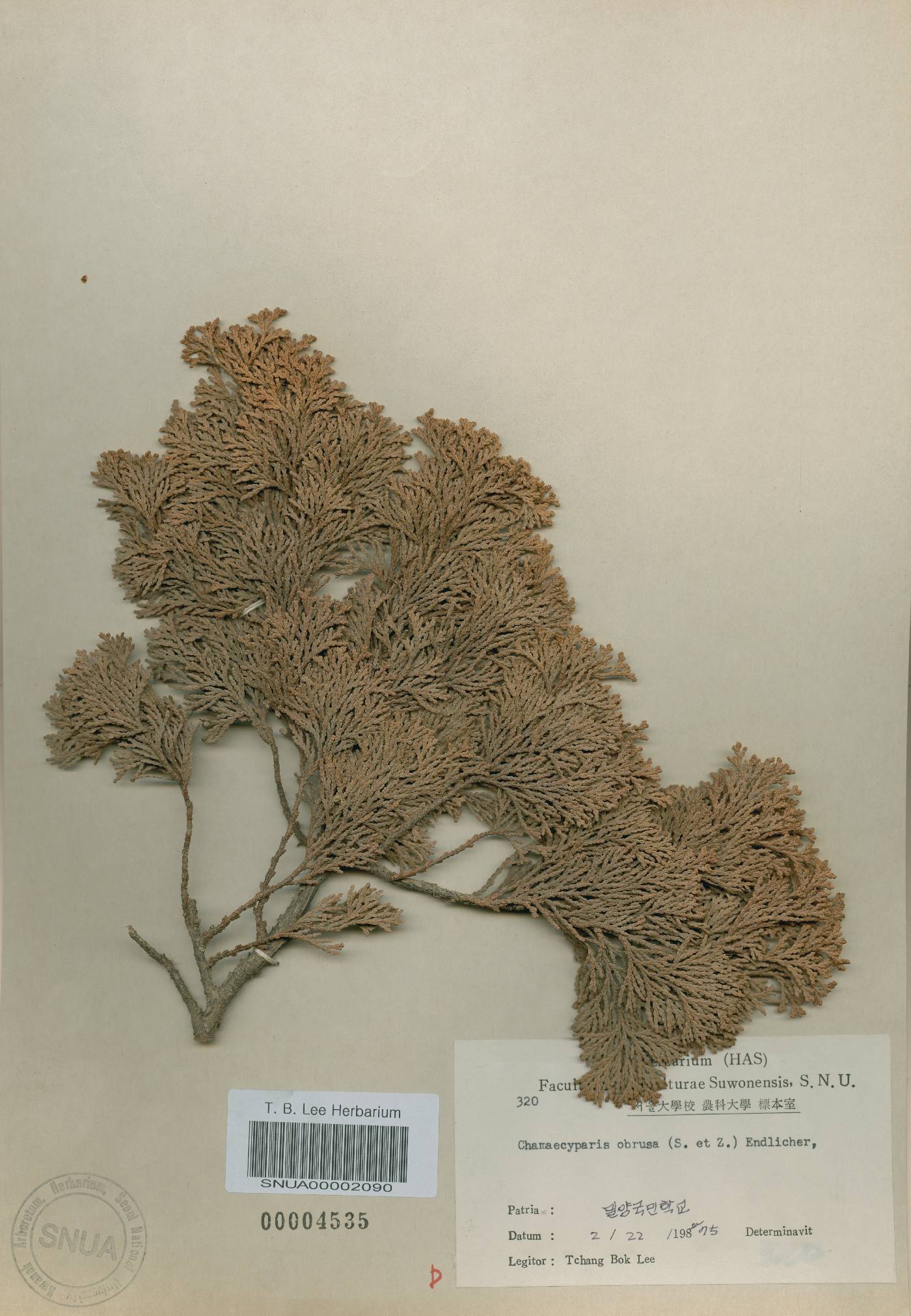 Chamaecyparis obtusa image