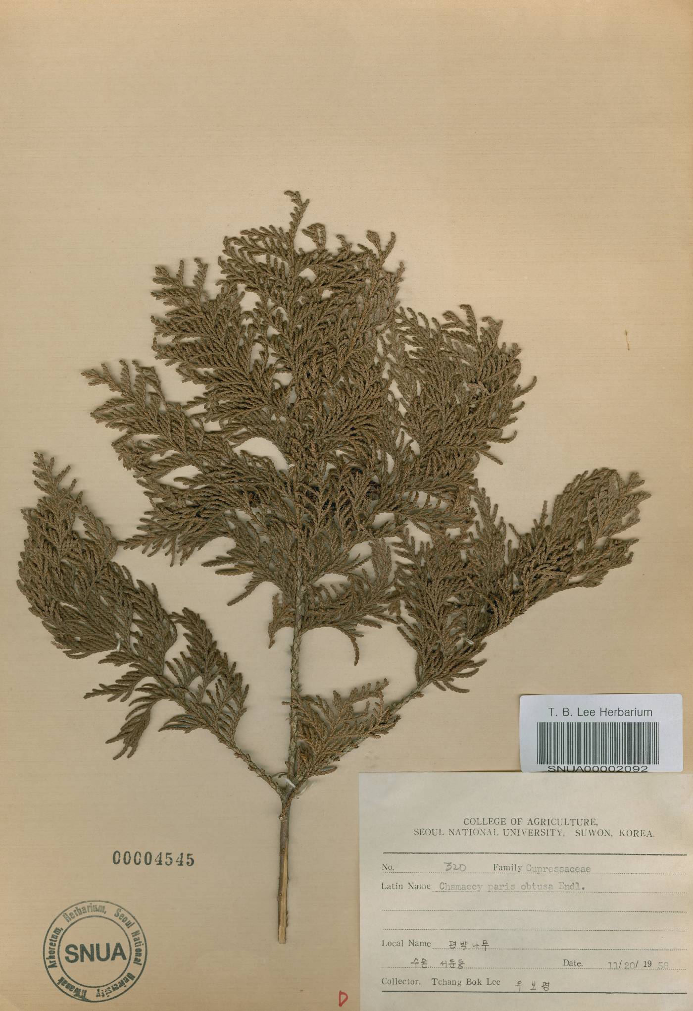 Chamaecyparis obtusa image