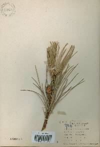 Pinus koraiensis image
