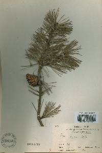 Pinus rigida image