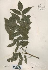 Platycarya strobilacea image