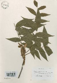 Platycarya strobilacea image
