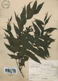 Platycarya strobilacea image