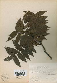 Platycarya strobilacea image