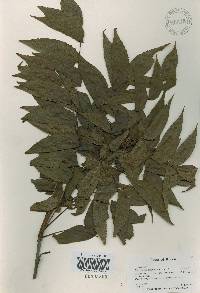 Platycarya strobilacea image