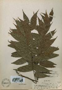 Platycarya strobilacea image