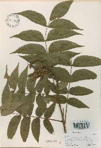 Platycarya strobilacea image