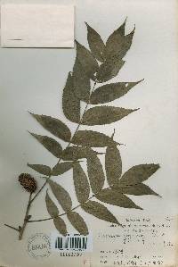 Platycarya strobilacea image