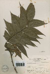Platycarya strobilacea image