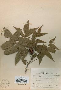 Platycarya strobilacea image
