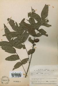 Platycarya strobilacea image
