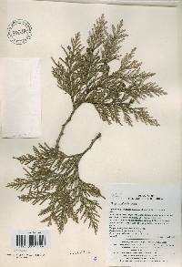 Thuja koraiensis image