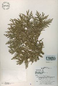 Thuja koraiensis image
