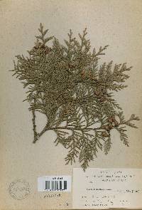 Thuja koraiensis image