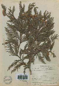 Thuja koraiensis image