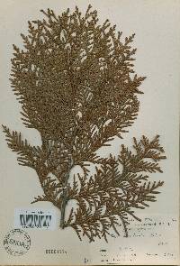 Thuja koraiensis image