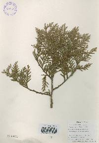 Thuja koraiensis image