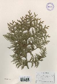Thuja koraiensis image