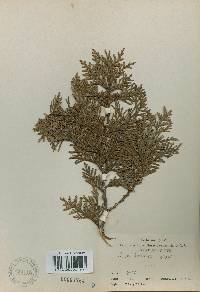 Thuja koraiensis image