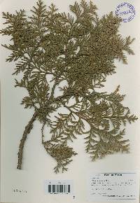 Thuja koraiensis image