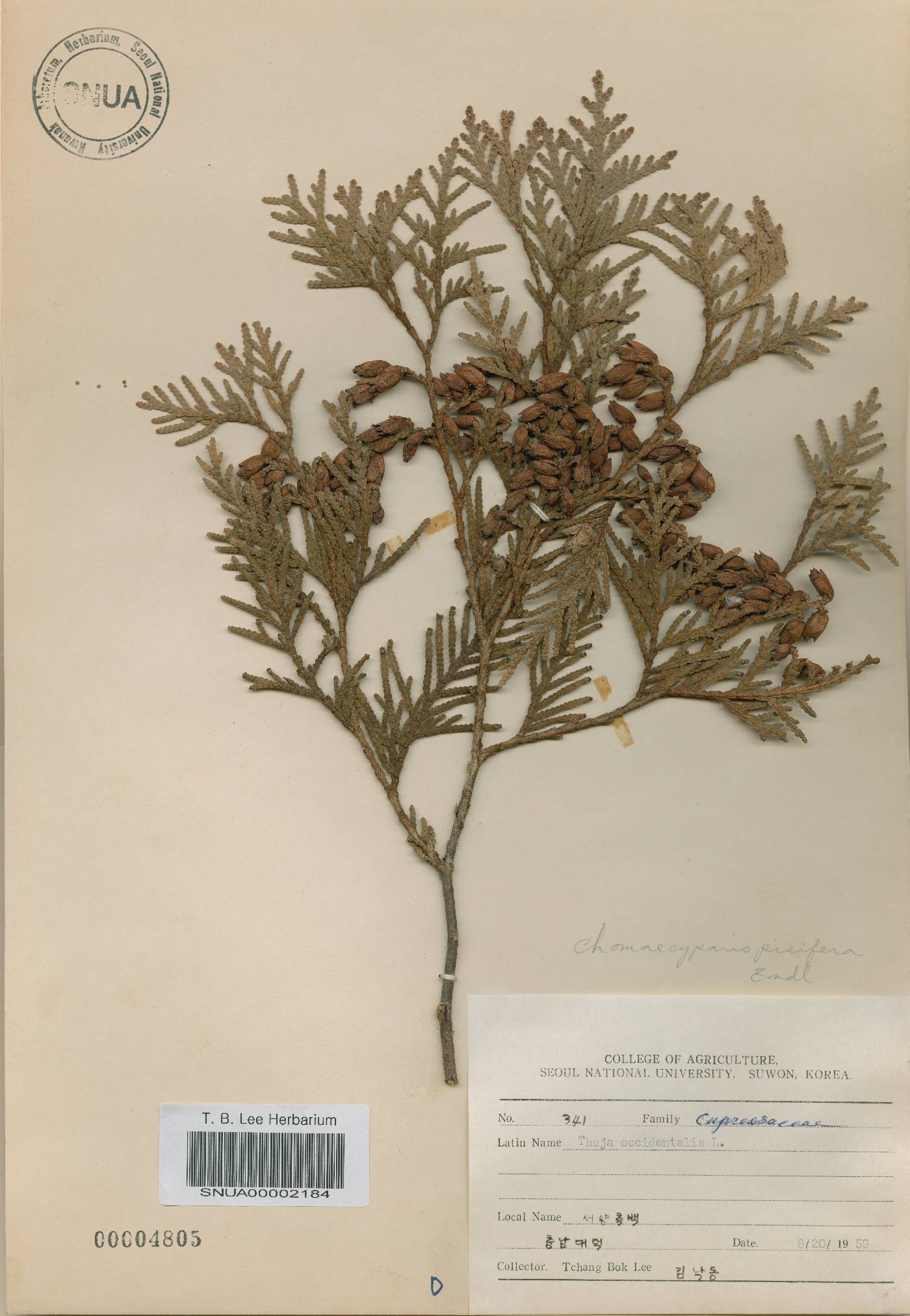 Thuja occidentalis image