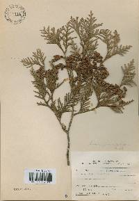 Thuja occidentalis image