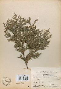 Thuja occidentalis image