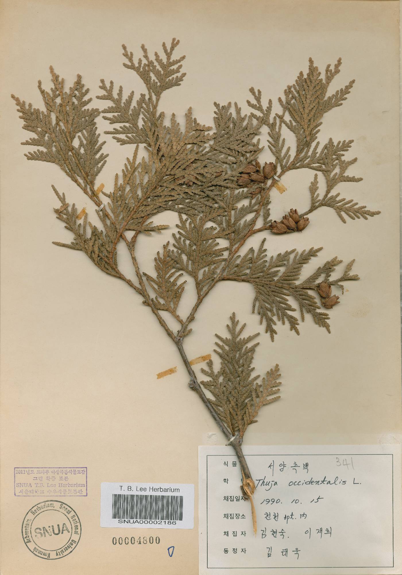 Thuja occidentalis image