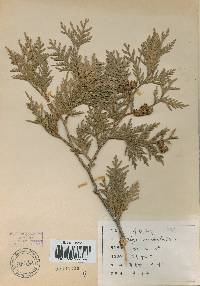Thuja occidentalis image