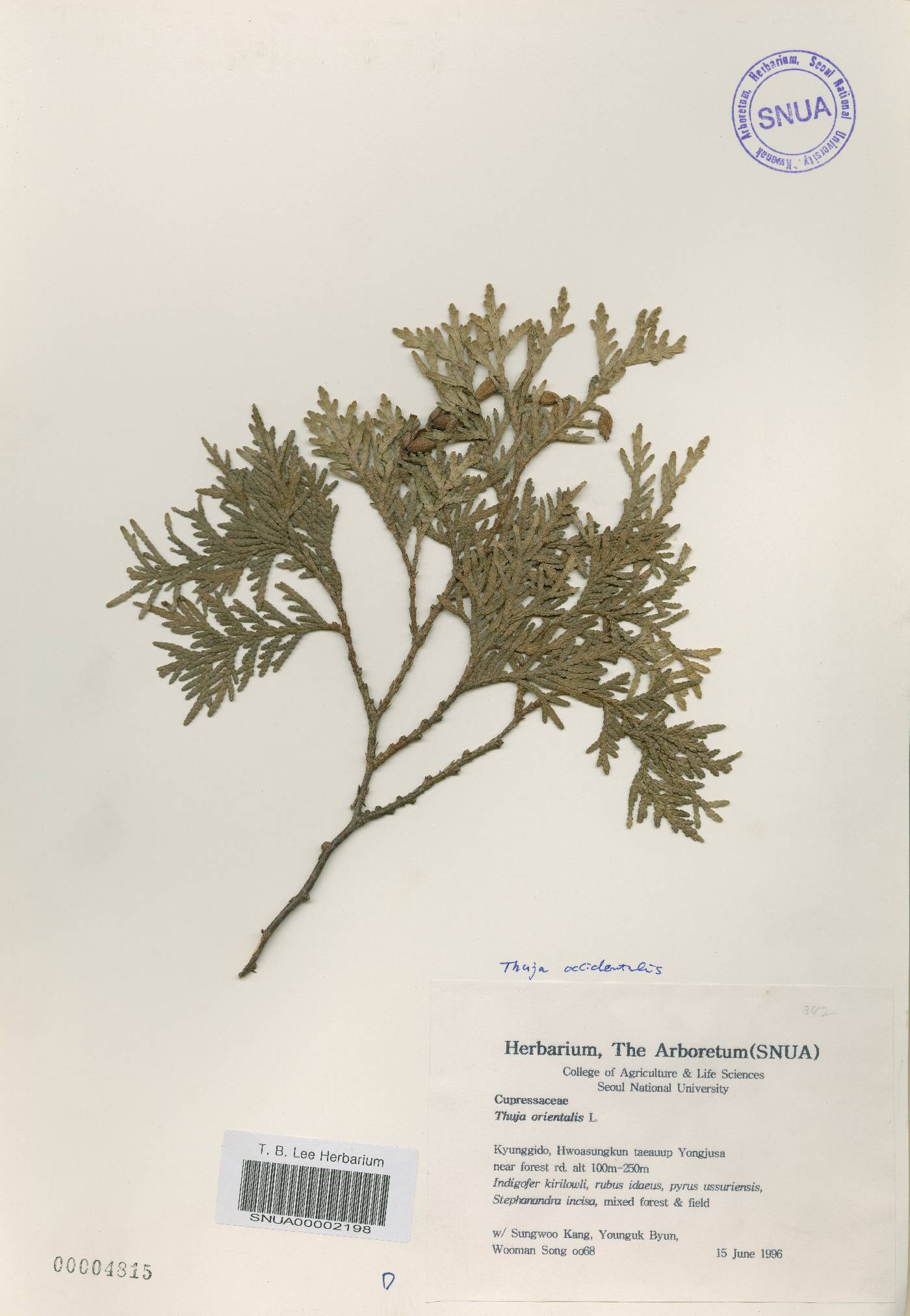 Thuja occidentalis image