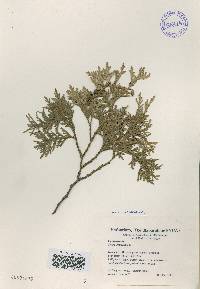 Thuja occidentalis image