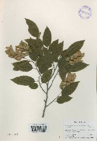 Carpinus tschonoskii image