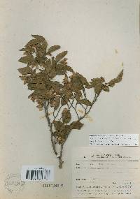 Carpinus turczaninovii image