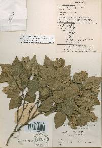Carpinus turczaninovii image