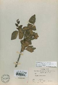 Carpinus turczaninovii image