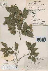 Carpinus turczaninovii image