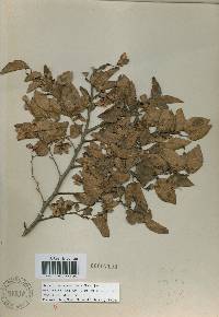 Carpinus turczaninovii image