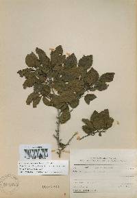 Carpinus turczaninovii image