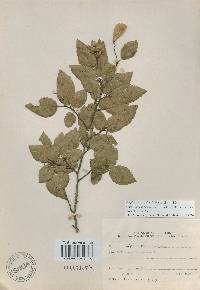Carpinus turczaninovii image