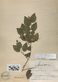 Carpinus turczaninovii image