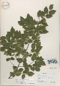 Carpinus turczaninovii image