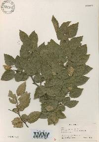 Carpinus turczaninovii image