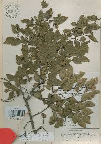 Carpinus turczaninovii image