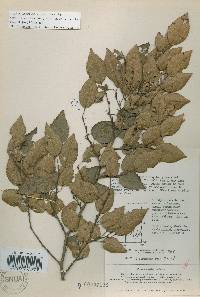Carpinus turczaninovii image