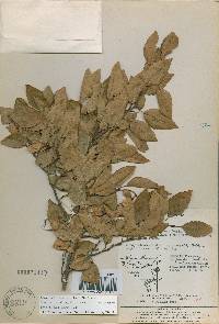 Carpinus turczaninovii image