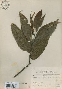 Castanea crenata image