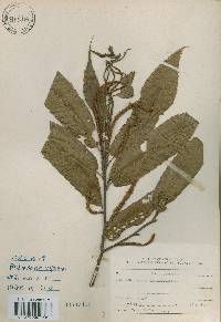 Castanea crenata image