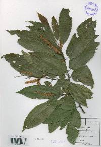 Castanea crenata image